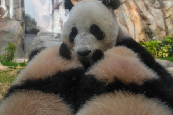 大熊貓一家三口周六首次同框登場,盈盈準備教家姐細佬辨識氣味