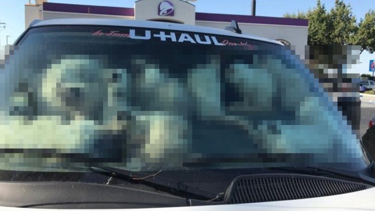 「美國女子棄養百貓鎖車焗死」