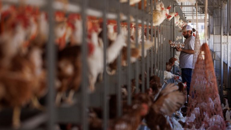 特朗普政府指控加州監管導致全國蛋價飆升